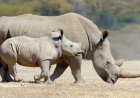Tchad: deux des six rhinocéros introduits en mai sont morts