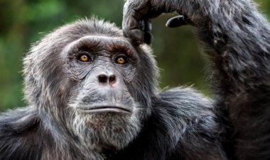 Environnement : Un million d’espèces menacées d’extinction sur la planète