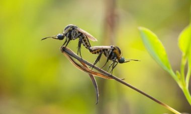 Environnement : la disparition des insectes, un grave problème pour la biodiversité