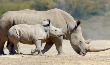 Tchad: deux des six rhinocéros introduits en mai sont morts