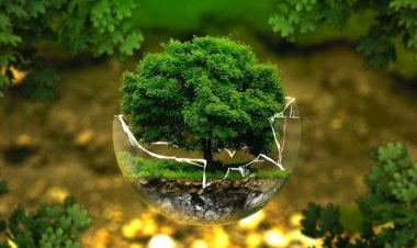 Environnement : Les grands évènements à retenir pour l’année 2017 !