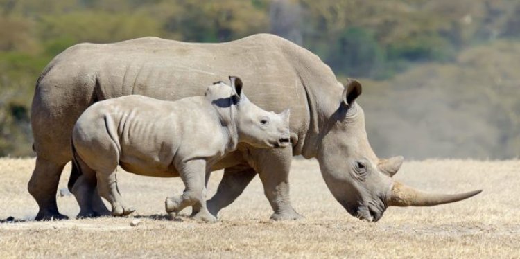 Tchad: deux des six rhinocéros introduits en mai sont morts