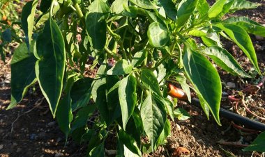 Mamou : Un Voleur de Piments Tué Lors d'une Confrontation dans un Champ à Guelin