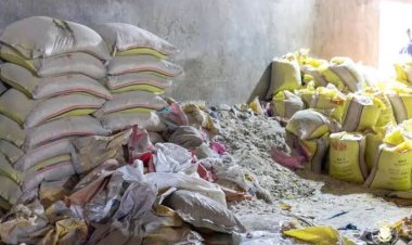 Riz "pourri" saisi à Coyah : La justice se saisit de l'affaire…