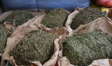 Possession, consommation et vente de chanvre indien : 8 personnes condamnées par le Tribunal de Dixinn