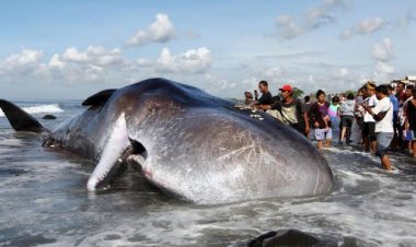 Échouage d'une baleine à Forécariah : "des blessures physiques et des traces de filets de pêche" constatées sur l'animal
