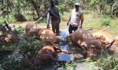 Pluies diluviennes à Kérouané : « 20 bœufs emportés par les eaux » (ANGUCH)