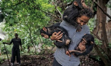 Des habitants saccagent un centre de chimpanzés en Guinée après la mort d'un nourrisson