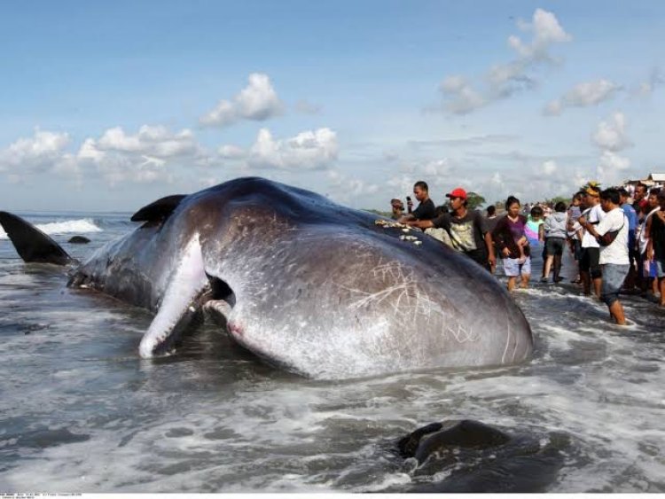 Échouage d'une baleine à Forécariah : "des blessures physiques et des traces de filets de pêche" constatées sur l'animal