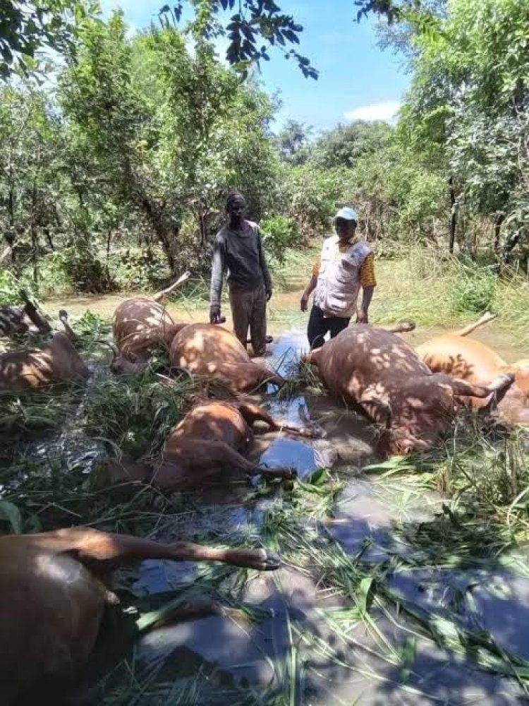 Pluies diluviennes à Kérouané : « 20 bœufs emportés par les eaux » (ANGUCH)