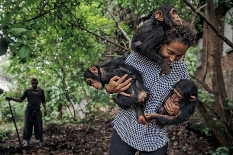 Des habitants saccagent un centre de chimpanzés en Guinée après la mort d'un nourrisson