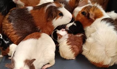 San Diego : 135 cochons d'Inde disponibles à l'adoption après le décès d'un propriétaire