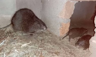 Kankan : L’aulacodiculture, un levier pour un développement durable