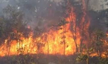 Forécariah : un incendie réduit en cendres une plantation d’anacardiers à Senguelen