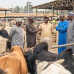 Abattoir ou marché à bétail faisant l’objet d’une réflexion sur l’hygiène et la gestion des déchets
