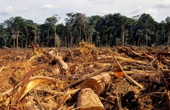 Paysage forestier d’Afrique de l’Ouest soumis à la pression des activités humaines