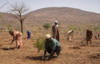 Forêts et arbres dans une zone aride
