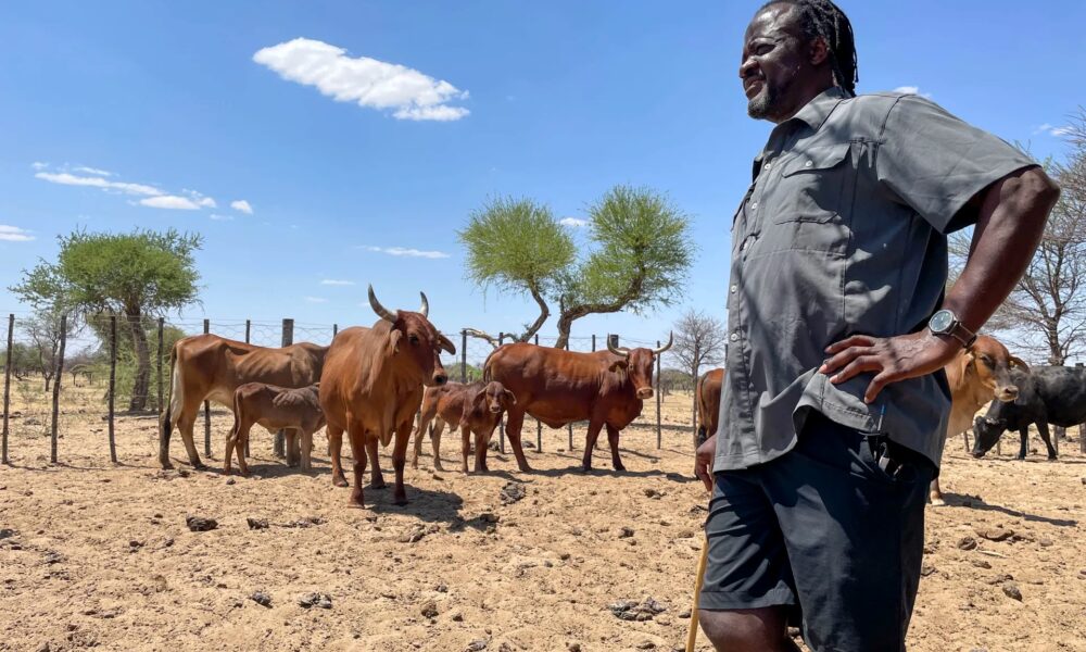 Élevage bovin en Namibie dans le contexte de l’épidémie de fièvre aphteuse