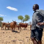 Élevage bovin en Namibie dans le contexte de l’épidémie de fièvre aphteuse