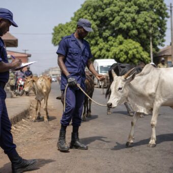 Animaux concernés par la réglementation sur la divagation en Guinée