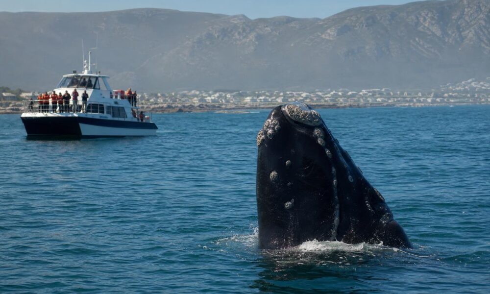 Une baleine franche australe observée dans les eaux de Walker Bay, près de Hermanus