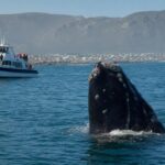 Une baleine franche australe observée dans les eaux de Walker Bay, près de Hermanus