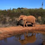 Julie, éléphant transféré d’un cirque portugais au sanctuaire Pangea en Alentejo