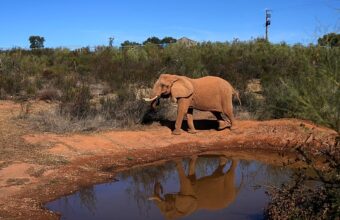 Julie, éléphant transféré d’un cirque portugais au sanctuaire Pangea en Alentejo