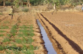 Parcelle agricole irriguée dans la région du Sahel